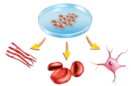 Stem Cell Treatment