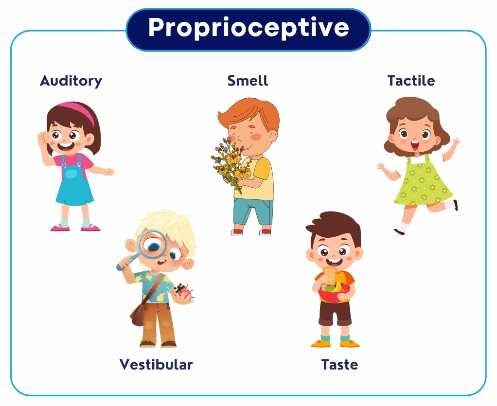 five senses functions