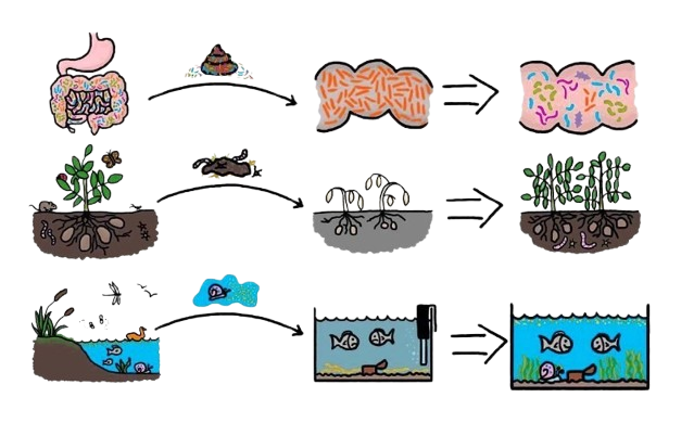 Gut Microbiota Transplantation for cancer patients